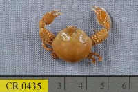 藏品(鴨額玉蟹)的圖片